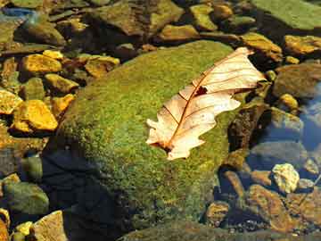 湖北疫情與云儲(chǔ)幣最新價(jià)格深度解析，實(shí)時(shí)動(dòng)態(tài)剖析新冠疫情與數(shù)字貨幣關(guān)聯(lián)