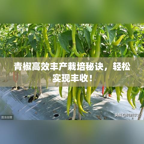 青椒高效豐產(chǎn)栽培秘訣，輕松實現(xiàn)豐收！