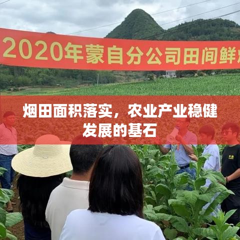煙田面積落實(shí)，農(nóng)業(yè)產(chǎn)業(yè)穩(wěn)健發(fā)展的基石