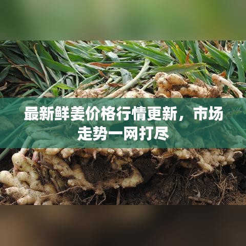 最新鮮姜價(jià)格行情更新，市場(chǎng)走勢(shì)一網(wǎng)打盡