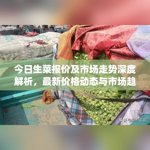 今日生菜報價及市場走勢深度解析，最新價格動態(tài)與市場趨勢一網(wǎng)打盡