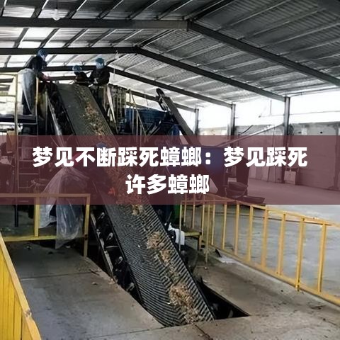 夢(mèng)見不斷踩死蟑螂：夢(mèng)見踩死許多蟑螂 