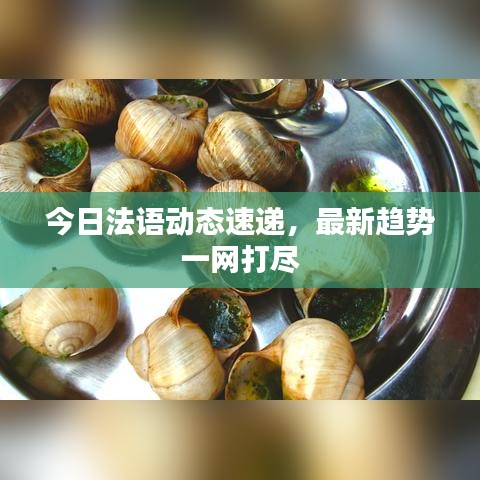 今日法語動(dòng)態(tài)速遞，最新趨勢一網(wǎng)打盡