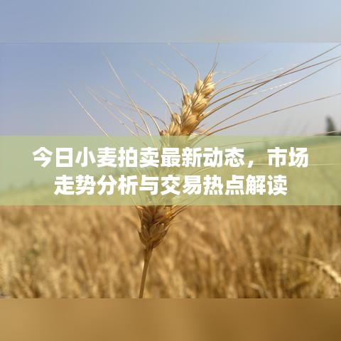 今日小麥拍賣最新動態(tài)，市場走勢分析與交易熱點解讀