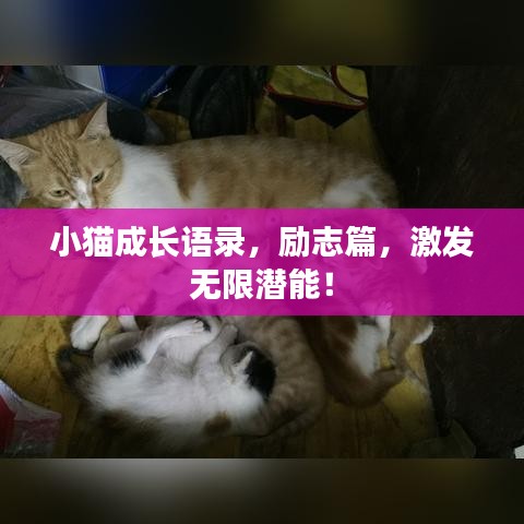 小貓成長語錄，勵(lì)志篇，激發(fā)無限潛能！