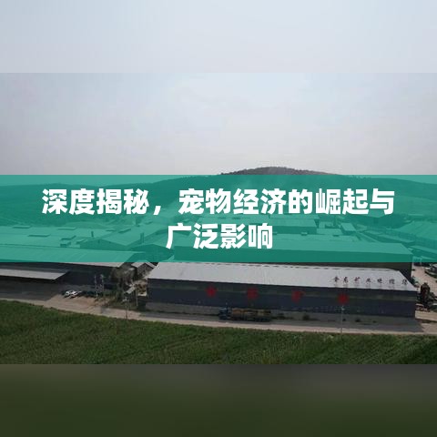 深度揭秘，寵物經(jīng)濟(jì)的崛起與廣泛影響