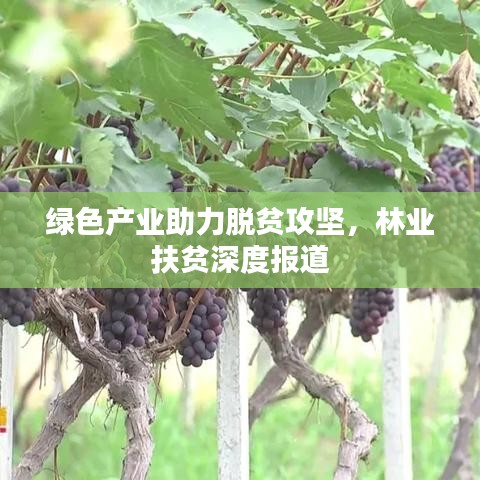 綠色產(chǎn)業(yè)助力脫貧攻堅，林業(yè)扶貧深度報道