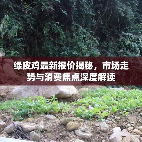 綠皮雞最新報(bào)價(jià)揭秘，市場(chǎng)走勢(shì)與消費(fèi)焦點(diǎn)深度解讀