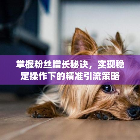 掌握粉絲增長(zhǎng)秘訣，實(shí)現(xiàn)穩(wěn)定操作下的精準(zhǔn)引流策略