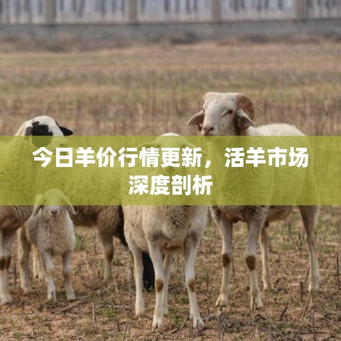 今日羊價行情更新，活羊市場深度剖析