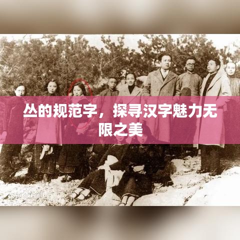 叢的規(guī)范字，探尋漢字魅力無限之美