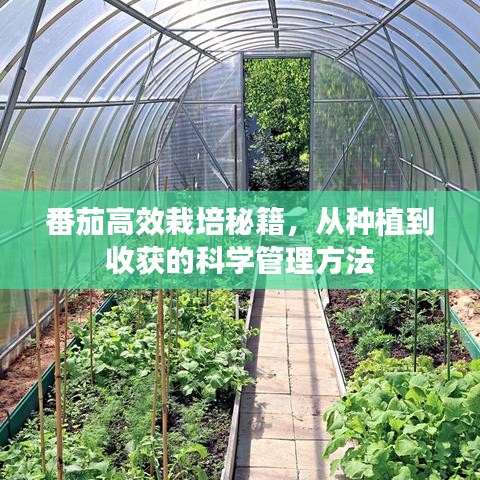 番茄高效栽培秘籍，從種植到收獲的科學(xué)管理方法