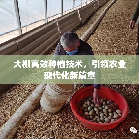大棚高效種植技術(shù)，引領(lǐng)農(nóng)業(yè)現(xiàn)代化新篇章