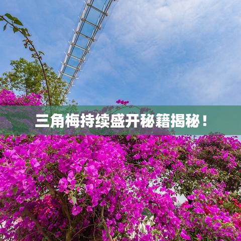 三角梅持續(xù)盛開秘籍揭秘！
