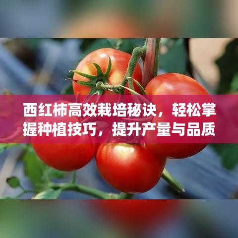 西紅柿高效栽培秘訣，輕松掌握種植技巧，提升產(chǎn)量與品質(zhì)！