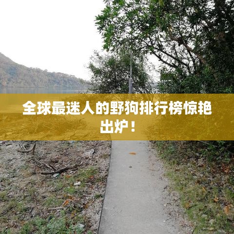 全球最迷人的野狗排行榜驚艷出爐！