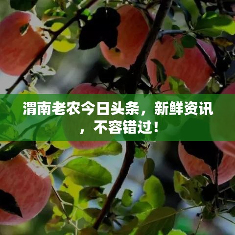 渭南老農(nóng)今日頭條，新鮮資訊，不容錯過！