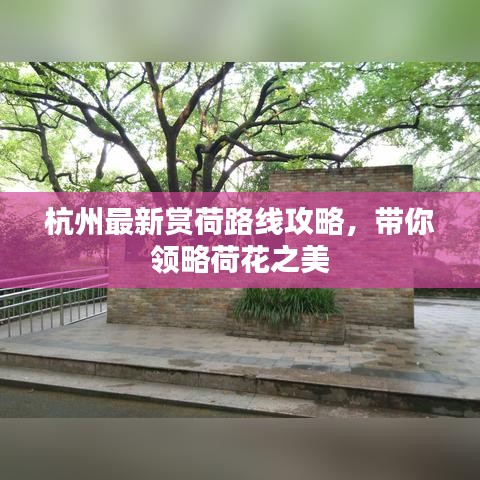 杭州最新賞荷路線攻略，帶你領(lǐng)略荷花之美