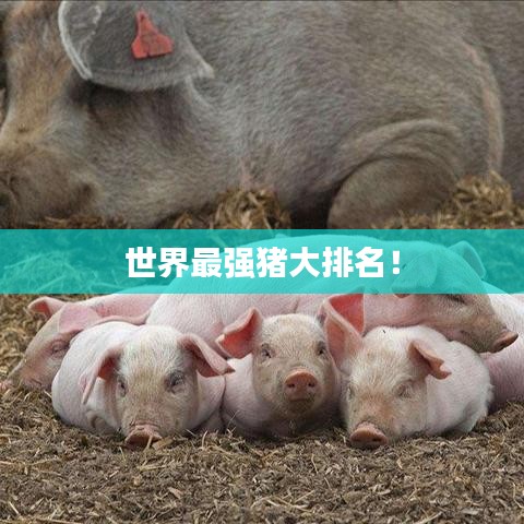 世界最強(qiáng)豬大排名！