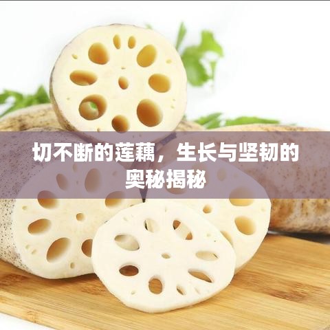 切不斷的蓮藕，生長與堅韌的奧秘揭秘