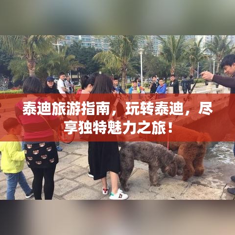 泰迪旅游指南，玩轉(zhuǎn)泰迪，盡享獨(dú)特魅力之旅！