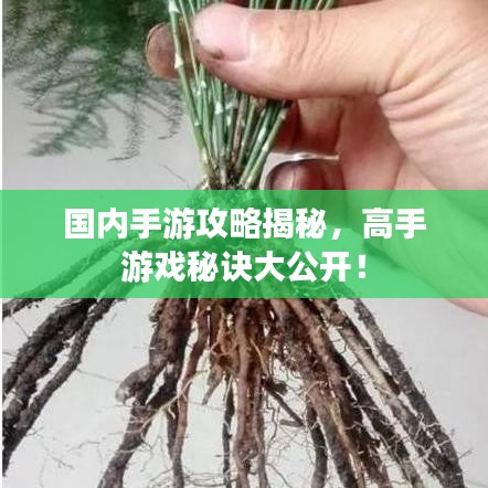 國內(nèi)手游攻略揭秘，高手游戲秘訣大公開！