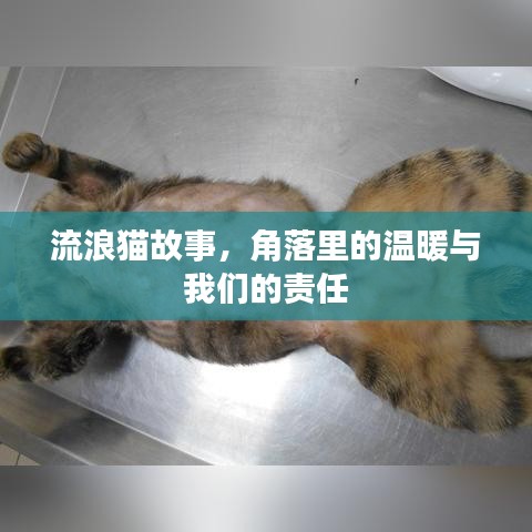 流浪貓故事，角落里的溫暖與我們的責(zé)任