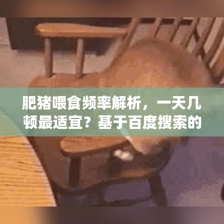 肥豬喂食頻率解析，一天幾頓最適宜？基于百度搜索的專業(yè)探討