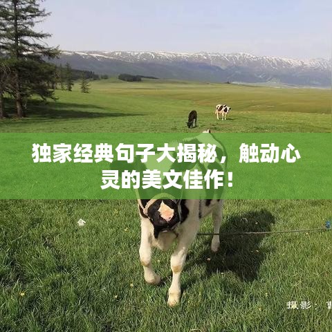 獨家經(jīng)典句子大揭秘，觸動心靈的美文佳作！