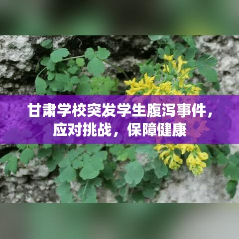 甘肅學(xué)校突發(fā)學(xué)生腹瀉事件，應(yīng)對挑戰(zhàn)，保障健康