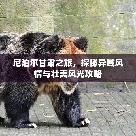 尼泊爾甘肅之旅，探秘異域風(fēng)情與壯美風(fēng)光攻略