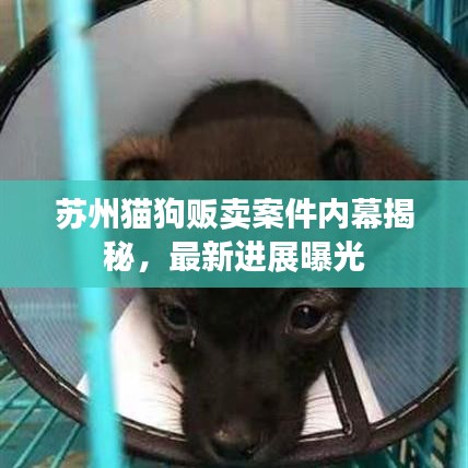 蘇州貓狗販賣案件內(nèi)幕揭秘，最新進展曝光