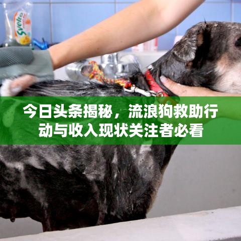 今日頭條揭秘，流浪狗救助行動與收入現(xiàn)狀關(guān)注者必看