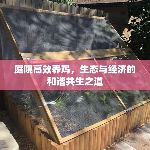 庭院高效養(yǎng)雞，生態(tài)與經(jīng)濟的和諧共生之道