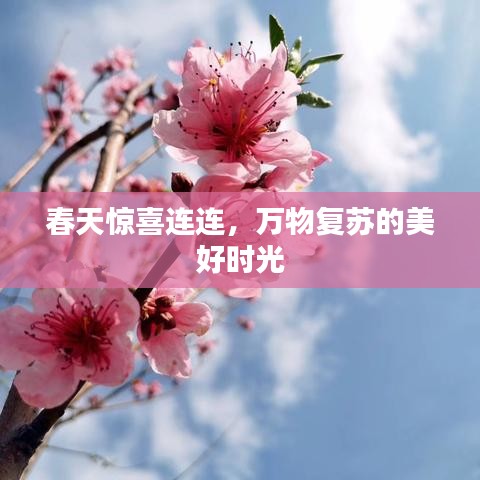 春天驚喜連連，萬(wàn)物復(fù)蘇的美好時(shí)光