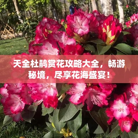 天全杜鵑賞花攻略大全，暢游秘境，盡享花海盛宴！