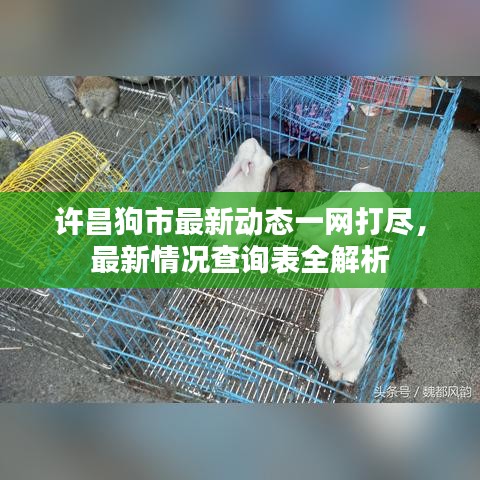 許昌狗市最新動(dòng)態(tài)一網(wǎng)打盡，最新情況查詢表全解析