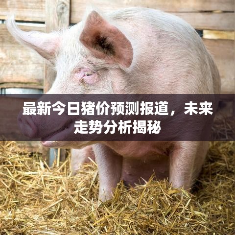 最新今日豬價(jià)預(yù)測(cè)報(bào)道，未來走勢(shì)分析揭秘