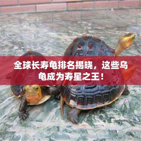 全球長(zhǎng)壽龜排名揭曉，這些烏龜成為壽星之王！
