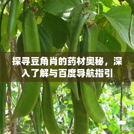 探尋豆角肖的藥材奧秘，深入了解與百度導(dǎo)航指引