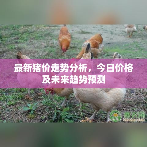 最新豬價走勢分析，今日價格及未來趨勢預(yù)測