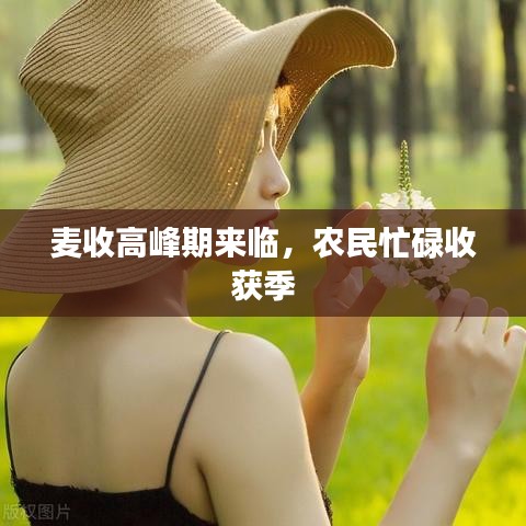 麥?zhǔn)崭叻迤趤砼R，農(nóng)民忙碌收獲季