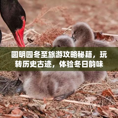 圓明園冬至旅游攻略秘籍，玩轉歷史古跡，體驗冬日韻味
