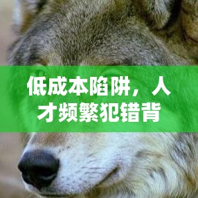 低成本陷阱，人才頻繁犯錯背后的原因揭秘