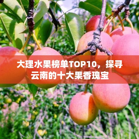 大理水果榜單TOP10，探尋云南的十大果香瑰寶