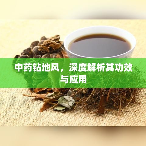 中藥鉆地風，深度解析其功效與應(yīng)用