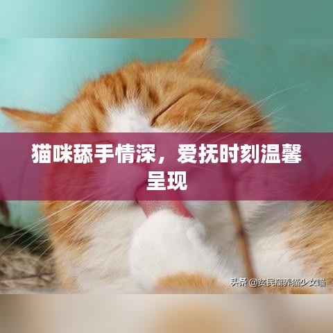 貓咪舔手情深，愛撫時(shí)刻溫馨呈現(xiàn)