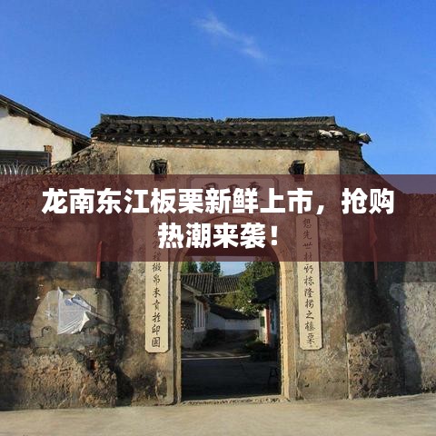 龍南東江板栗新鮮上市，搶購熱潮來襲！