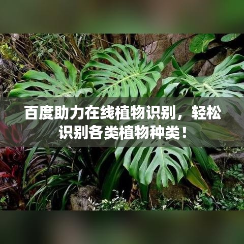 百度助力在線植物識別，輕松識別各類植物種類！