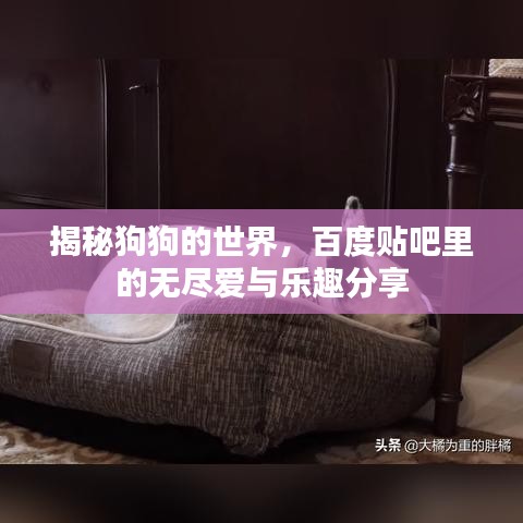揭秘狗狗的世界，百度貼吧里的無盡愛與樂趣分享